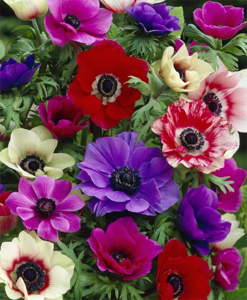 Anemone Giant Monarch Mixed Colors Poppy Flower Bulbs Fall Etsy