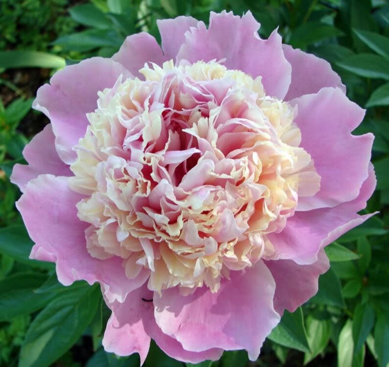 Peony lactiflora 'Sorbet' Large 35 Eye Root Plant Etsy