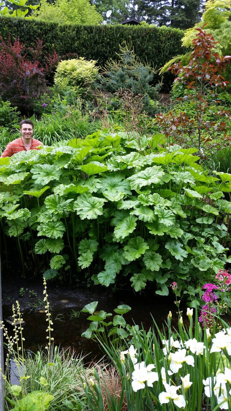 Darmera Peltata UMBRELLA PLANT Hardy Perennial Large Green | Etsy
