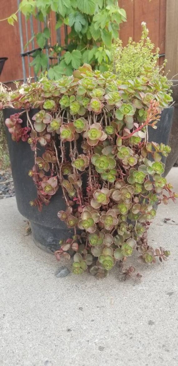 Container Hardy Zones 5 9 Great Rock Garden Sedum U00a0spurium U00a0 Schorbuser Blut Dragon S Blood Live Succulent Plant Fairy Garden Plant Easy Outdoor Gardening Home Living Myriam Com Tn Container Hardy Zones 5 9 Great Rock Garden Sedum U00a0spurium U00a0 Schorbuser Blut Dragon S Blood Live Succulent Plant Fairy Garden Plant Easy Outdoor Gardening Home Living Myriam Com Tn
