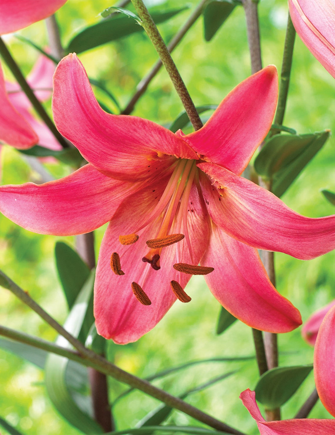 Lilium PINK FLIGHT Asiatic Lily Bulbs Deep Pink Flowers 3