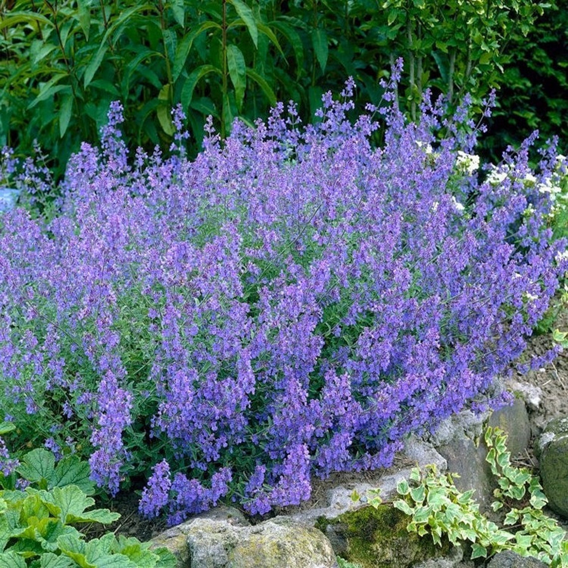 Nepeta 'DROPMORE' Blue Catmint Live Perennial Plant Etsy