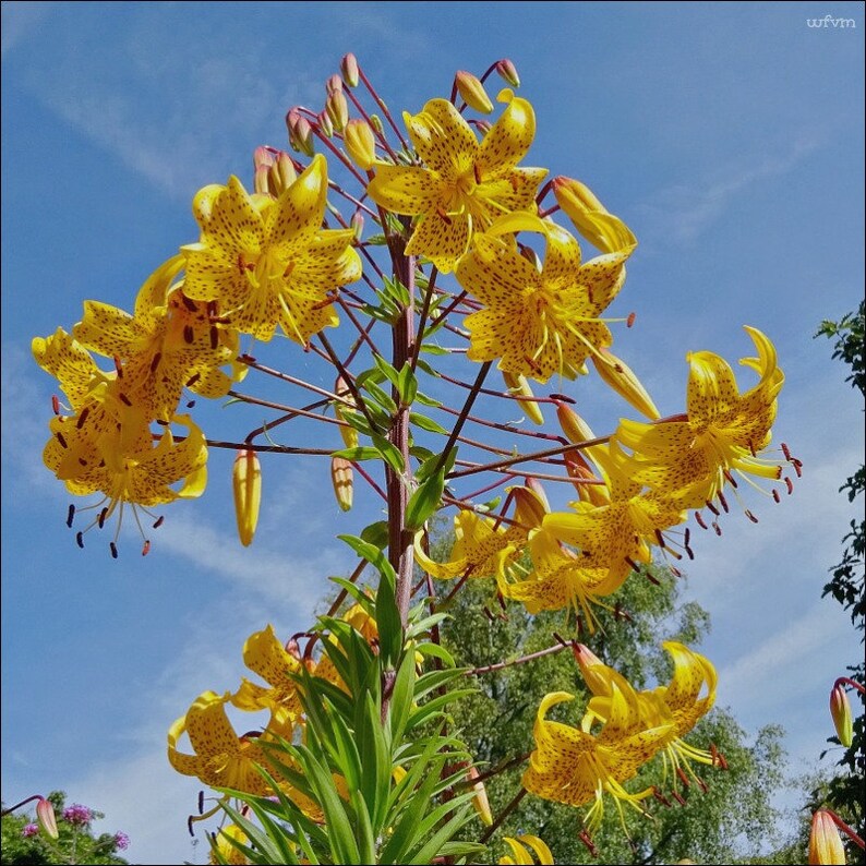 Lilium leichtlinii Japanese Tiger Lily Flower Bulbs Yellow Etsy