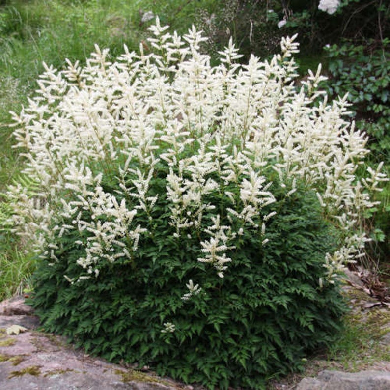 Aruncus Aethusifolius Dwarf Goat's Beard Plant Summer | Etsy