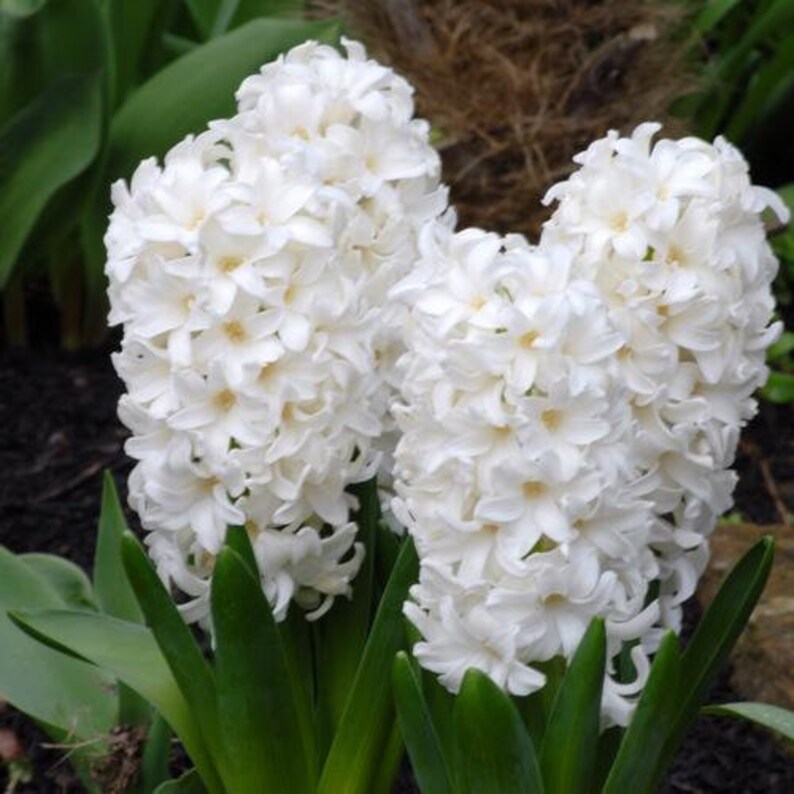 Hyacinth 'White Pearl' Hardy Flower Bulbs Perennial Etsy