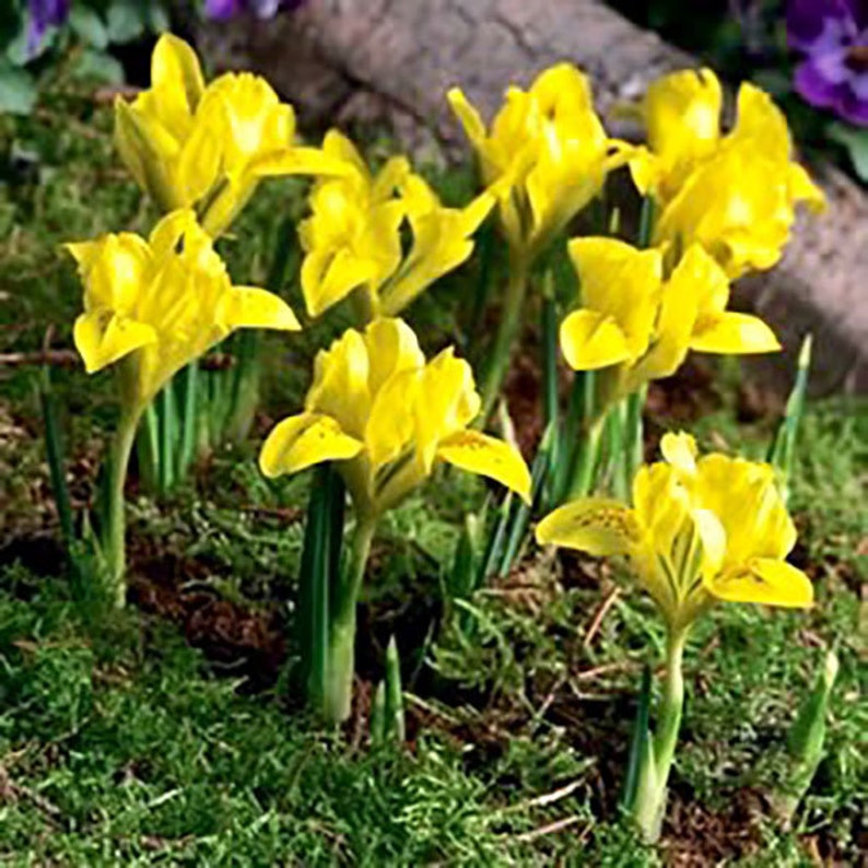 Iris 'Danfordiae' Flower Bulbs Hardy Perennial Flowers Etsy