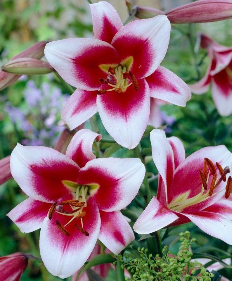 Giant Tree Lily SILK ROAD Friso Tall OT Oriental Trumpet Etsy