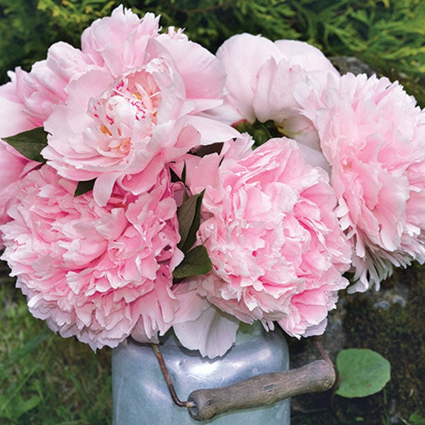 Peony lactiflora 'SARAH BERNHARDT' Large 3-5 Eye Root Plant Perennial Flowers USDA Hardy Zone: 3-8 Very Showy Cut Flower Powerfully Fragrant