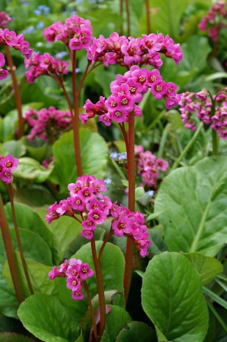 Bergenia cordifolia 'Winterglut' Magenta-red Perennial | Etsy