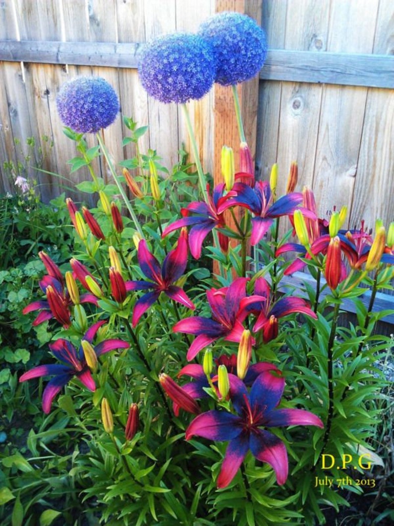 Tango Lily Bulbs Red & Black Flowers plant now for flowers Etsy