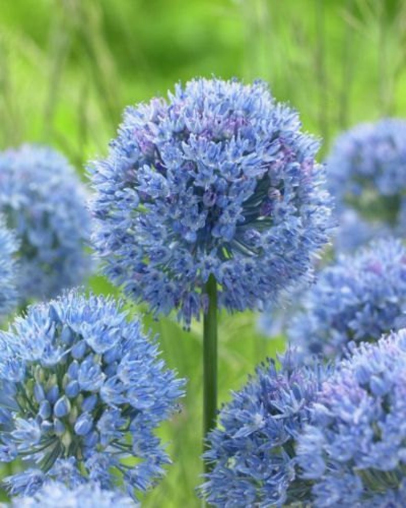 Wild Blue Allium Ornamental Onion bulbs Tall plants Etsy