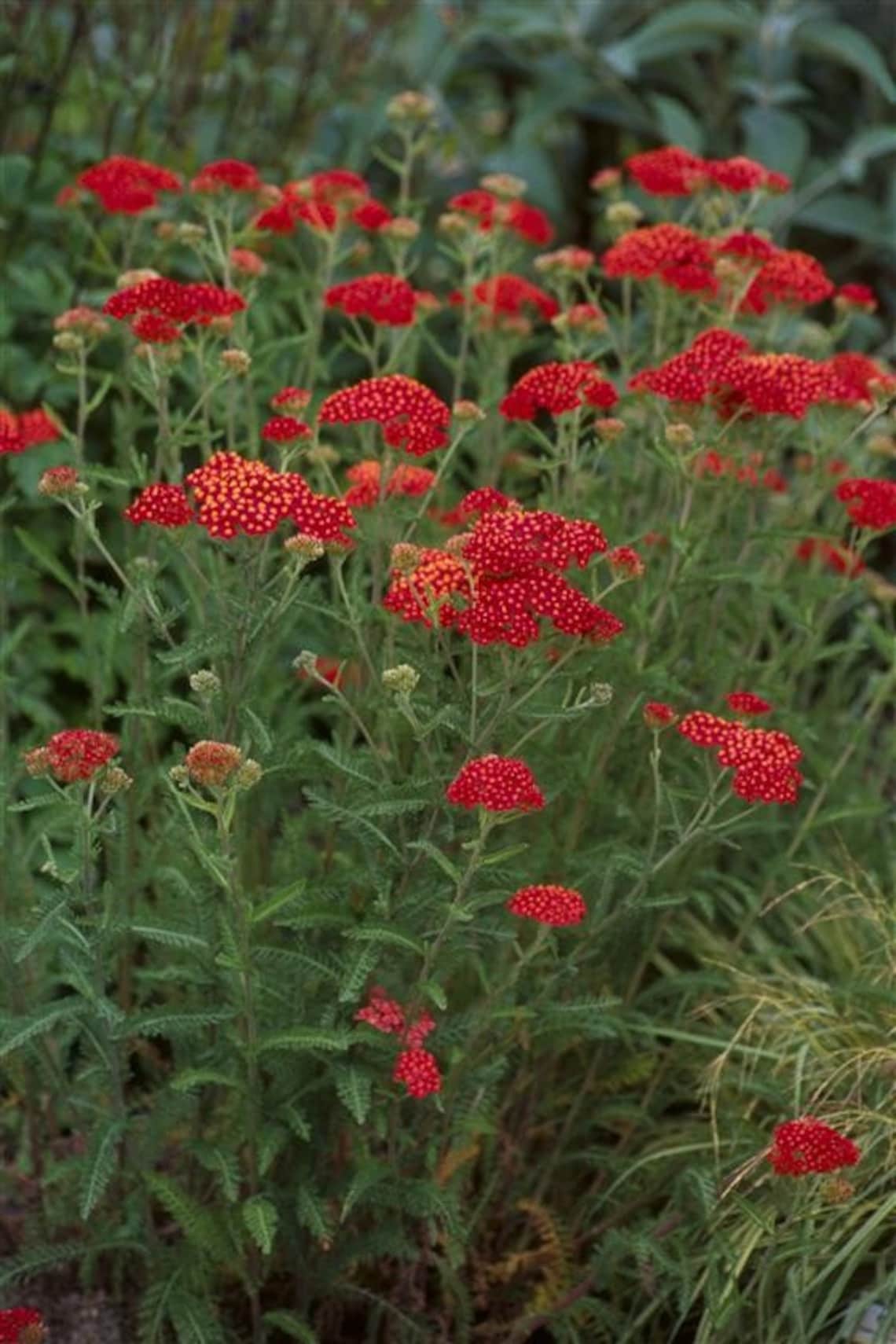 Achillea millefolium 'Paprika' RED YARROW PLANT Etsy