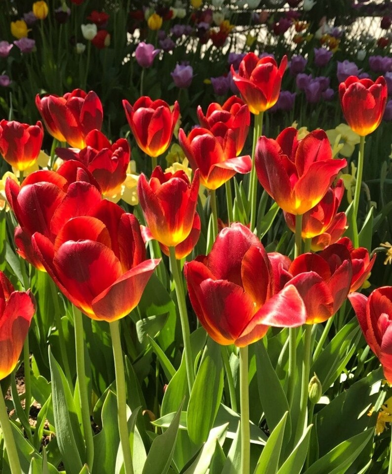 Triumph Tulip 'Amber Glow' Flower Bulbs Haunting New | Etsy