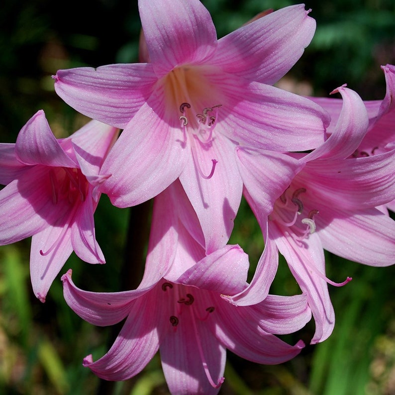 Amaryllis belladonna Lily Naked Lady bulb large pink flowers Etsy