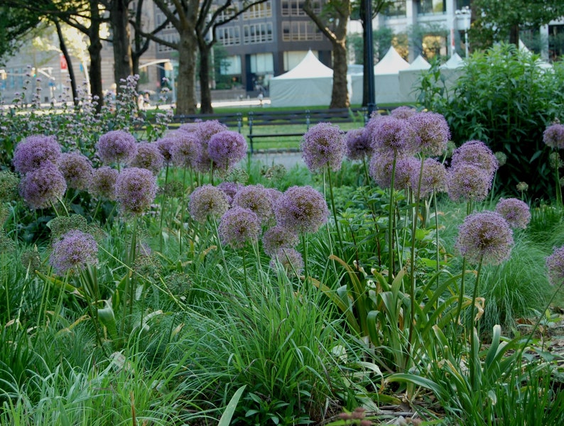 Лук декоративный кристофа. Лук христофа allium christophii. Аллиум шуберта (allium schubertii). Аллиум христофа (allium christophii). Аллиум кристофа.