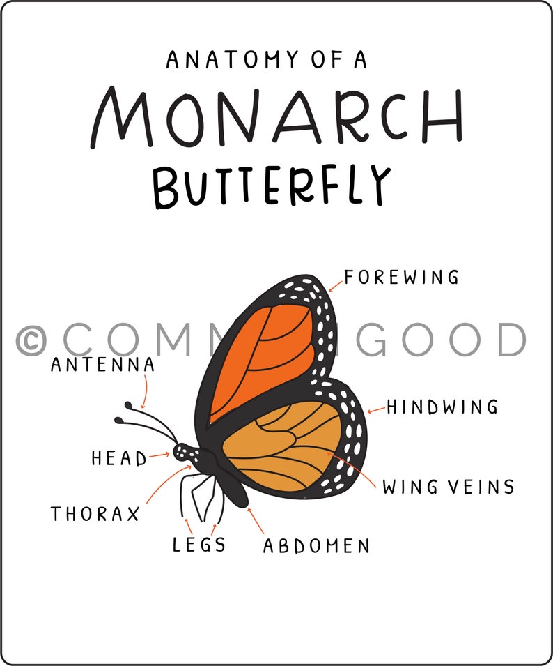 Monarch Anatomy sheet