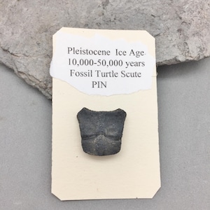 Könnte beinhalten: Eine kleine, dunkelgraue fossile Schildkrötenschild-Nadel. Die Nadel befindet sich auf einer weißen Karte mit dem Text "Pleistocene Ice Age. 10,000-50,000 years Fossil Turtle Scute PIN".