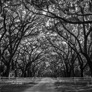Savannah Georgia, Wormsloe Historic Park ALUMINUM METAL Print Black and White