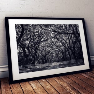 Print of Savannah, Wormsloe Historic Site