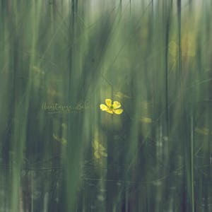 Yellow Buttercup Photography Print