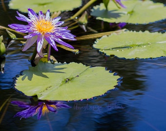 Photography Print of a Purple Water Lily with a Reflection Surrounded by Lily pads.