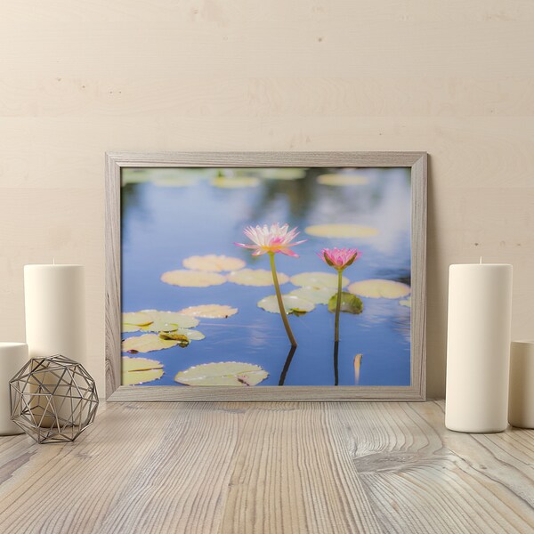 Photography Print of Two Pink and Yellow Water Lilies in a Pond