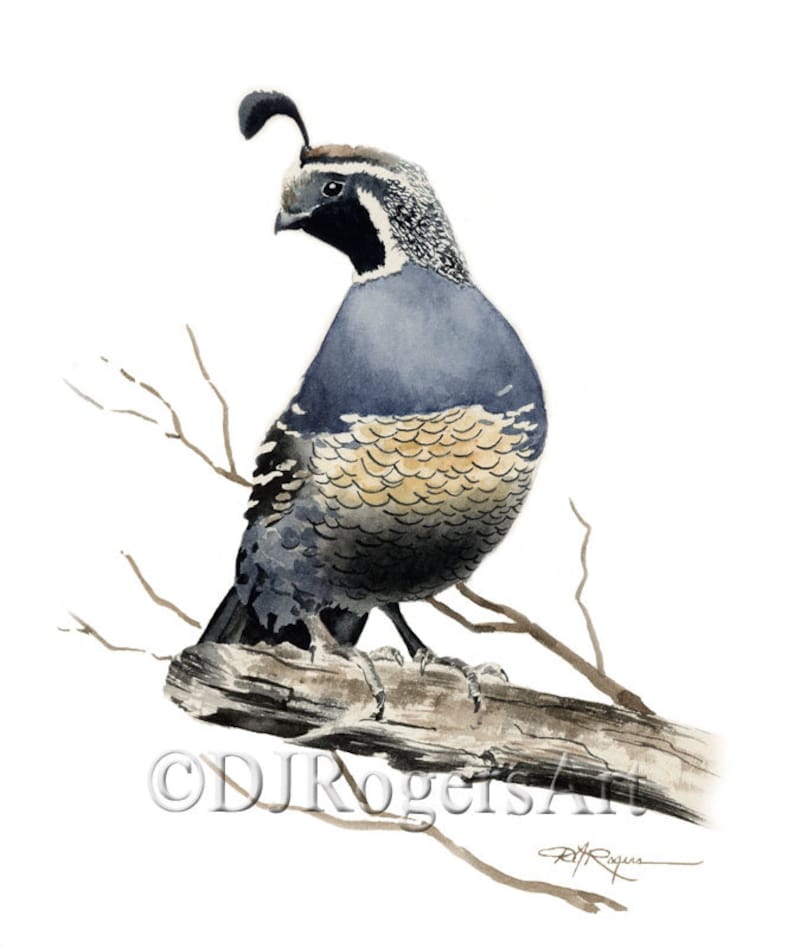 California Quail Art Print Watercolor Painting by Artist DJ Rogers