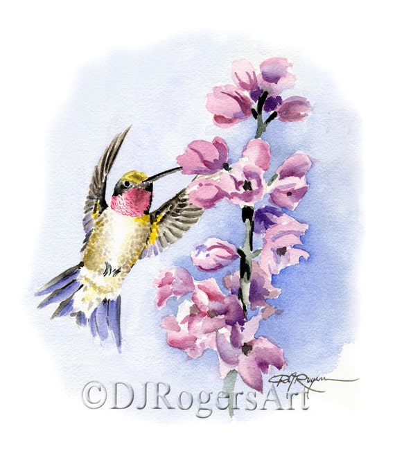 Humming Bird /"CHERRY BLOSSOMS/" Watercolor 8 x 10 Art Print by Artist DJ Rogers