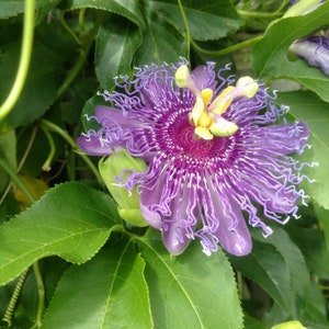 PassionVine Purple Maypop seed pods fresh. Sale 5 pods, Free ship, Free sample MW seeds.