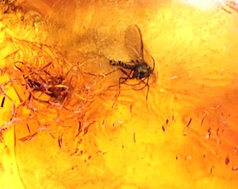 May include: A piece of translucent golden amber containing a preserved insect with visible wings and legs. The fossilized specimen is encased within the clear, warm-toned resin, which features natural internal textures and organic debris inclusions.