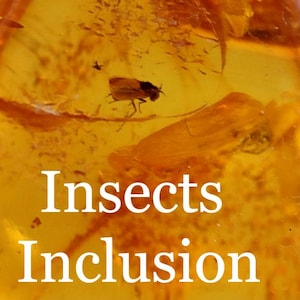 Insect Fossil in Baltic Amber | Jurassic Style Inclusion Gemstone | Natural Amber Specimen | Evolution Fossil Gift | Ancient Forest Resin