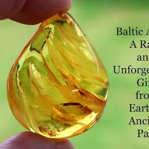 Stunning Rare Baltic Amber with 40 Million-Year-Old Insect Inclusion | Museum Collector’s  | One-of-a-Kind Geology Gift | Unique Fossil