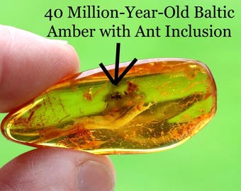 Amber with Ant Inclusion Genuine Fossil Gem / Natural Piece of Baltic Amber | Eocene Specimen