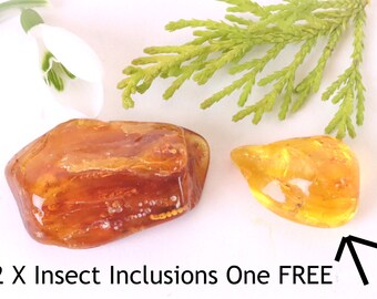 Baltic Amber Museum Collector's gem With Insects Inclusion + FREE Extra Inclusion  / Geology gift Amber Insects Inclusion Fossil