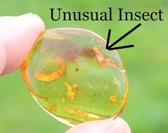 Baltic Amber with Insect Inclusion - 40 M Year Old Amber Natural Gem - Yellow Amber - Bernstein