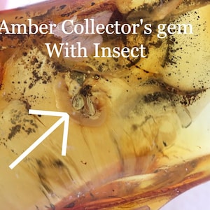 Amber Fossil Specimen  Baltic Amber Collector's gem With Insect Inclusion  / Geology gift  / Genuine Amber Insects Inclusion Fossil Bug