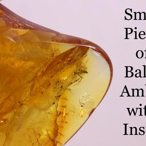 40 Million Year Old Baltic Amber with Insect Inclusion | Genuine Certified Amber Fossil | Collector’s Gem | Affordable Earth Science Gift