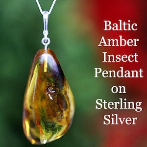 Baltic Amber Pendant with 2 X Insects / Sterling Silver / Clear Amber Gem with Visible Inclusion / Resin Pendant Preserved Specimen