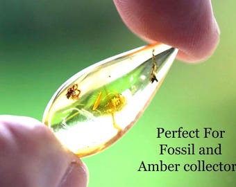 Genuine Baltic amber fossil, featuring insect inclusion  / Authentic Fossil Bug in Amber