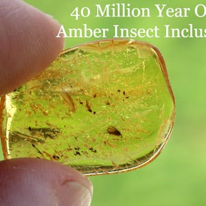 Puede incluir: Un primer plano de un trozo de ámbar con un pequeño insecto atrapado en su interior. El ámbar es de color amarillo claro y es translúcido. El insecto es de color marrón oscuro y es visible a través del ámbar. El texto "40 Million Year Old Amber Insect Inclusion" está escrito sobre el ámbar.