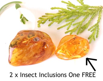 Baltic Amber Museum Collector's gem With Insects Inclusion + FREE Extra Inclusion  / Geology gift Amber Insects Inclusion Fossil