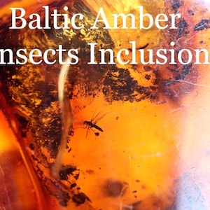 Insect Inclusion in Amber gem / Baltic Amber Insects Inclusion / Jurassic Amber Gem  / Unique fossil in ancient resin