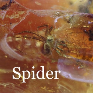 Großer baltischer Bernstein mit Einschlüssen von Spinne & zwei Fliegen – seltenes 40 Millionen Jahre altes Fossil | Echtes Insekt in Bernstein | Geologie Wissenschaft Geschenk