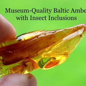 Baltischer Bernstein in Museumsqualität mit Insekteneinschlüssen - ein echtes 40 Millionen Jahre altes Fossil / Bernstein Einzigartiges Sammlerstück / Jura Berühmt