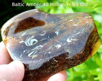 虫入りと気泡入りのバルト海産大琥珀｜4000万年前の化石樹脂｜自然愛好