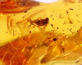 2 X 40 Million year old Insects and Air Bubbles Inclusion in Baltic Amber / Jurassic Amber Unique collectible Insect Inclusion