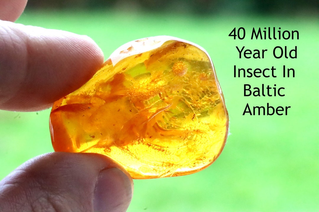 メキシコ産 天然琥珀（アンバー）昆虫入り 約2,300万年前 希少標本