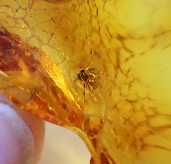 Geology Fossil – Baltic Amber With Insect Inclusion Genuine 40