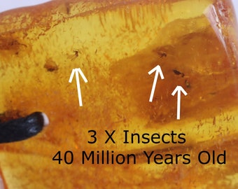 3 X Insects In 40 million year old Baltic Amber / Amber Insects Inclusion / Jurassic Unique collectible fossil specimen Genuine with Cert