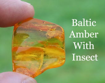 Bug in amber 40 Million-Year-Old Amber Insect Inclusion | Fossil specimen